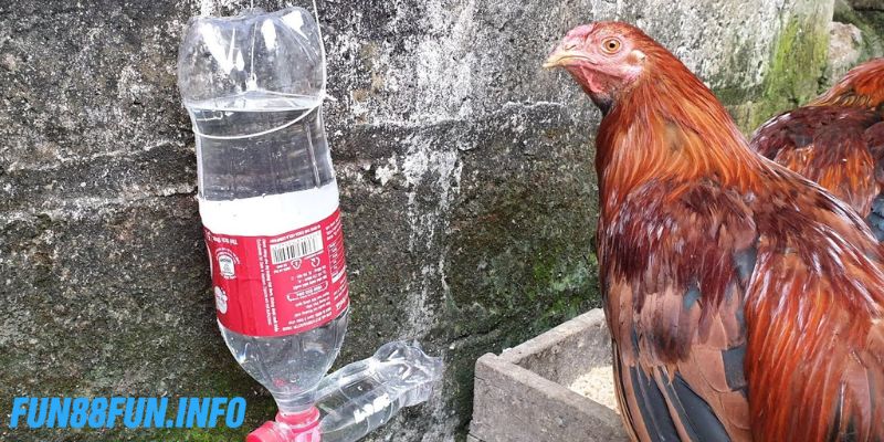 Mục đích cho gà chọi uống nước đường