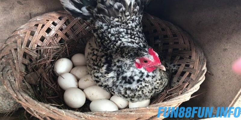 Cách nuôi ấp trứng